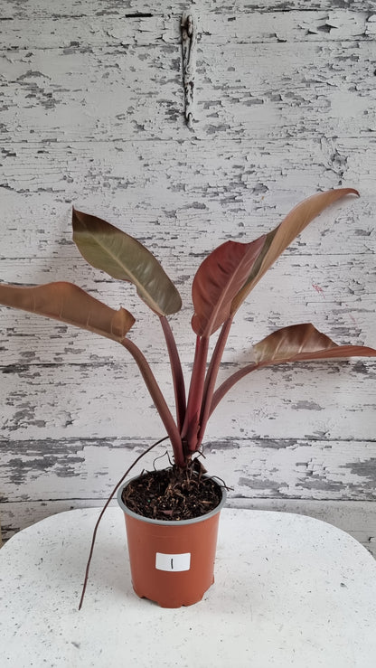Philodendron erubescens 'Imperial Orange Mutant'