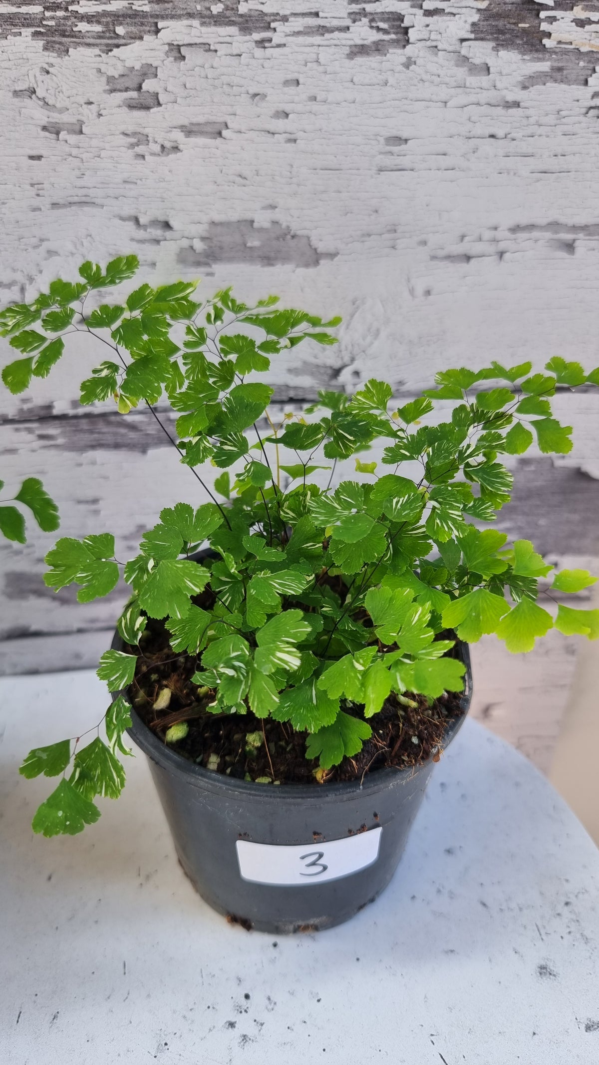 Adiantum raddianum - 三角铁线蕨