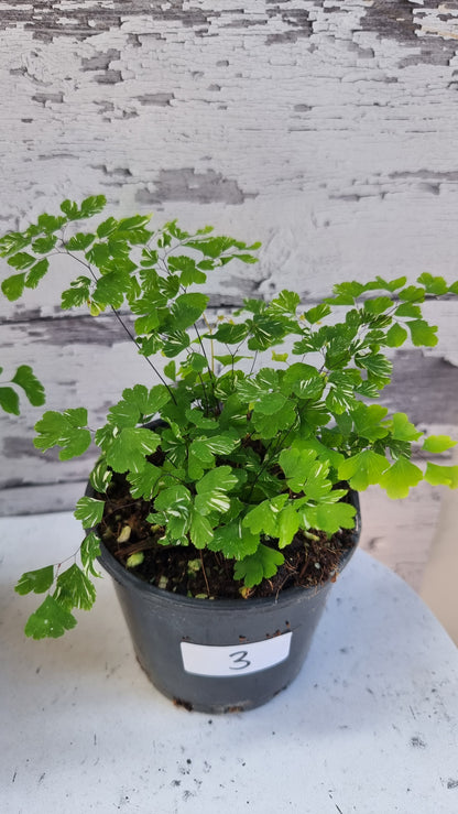 Adiantum raddianum - 三角铁线蕨