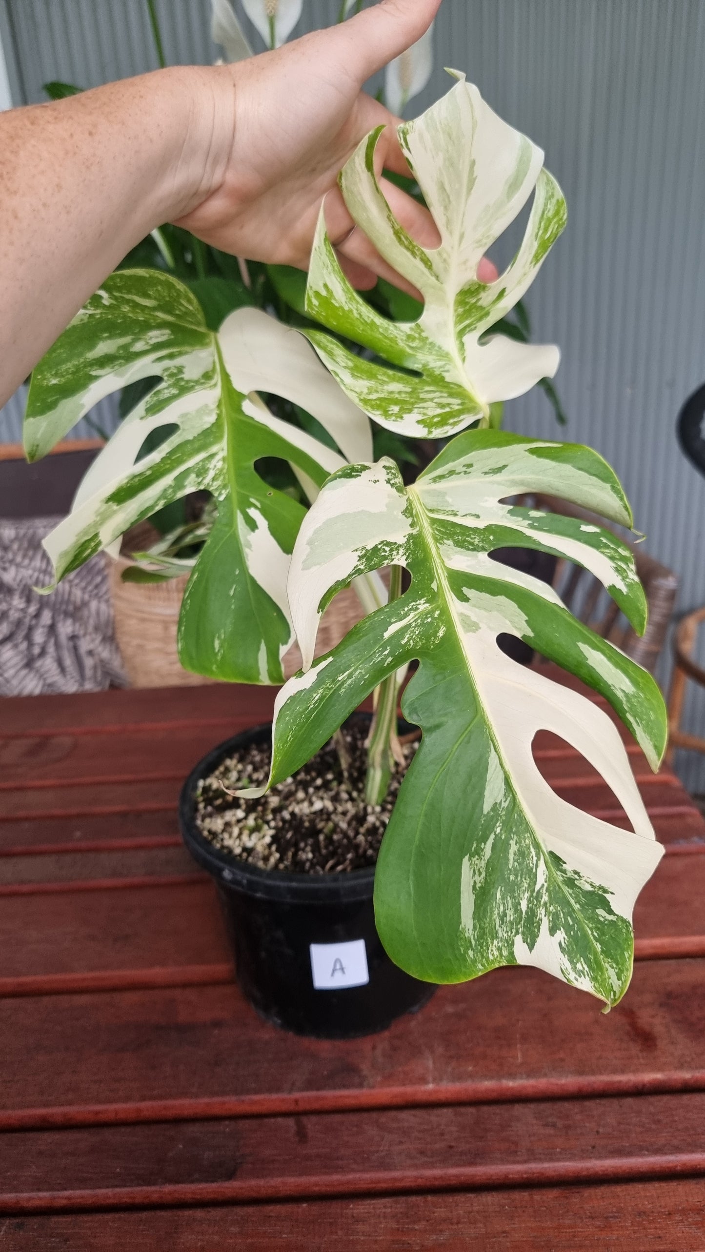 Monstera deliciosa borsigiana variegata - Variegated Fruit Salad Plant
