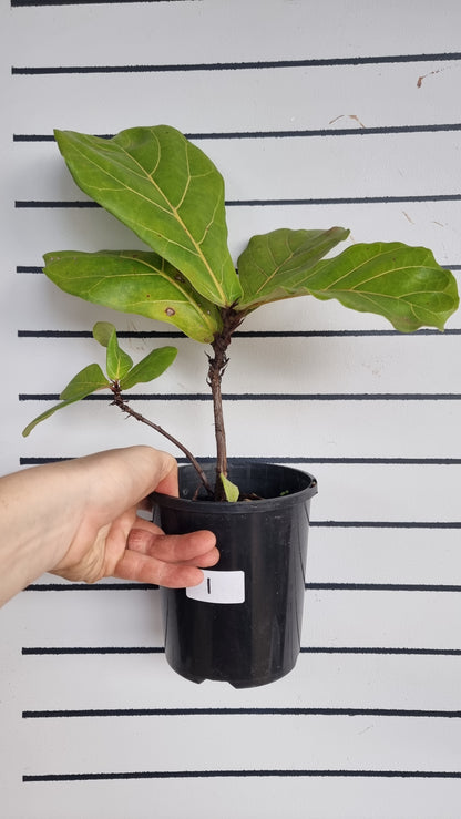 Ficus Lyrata 'bambino' - Fiddle Leaf Fig