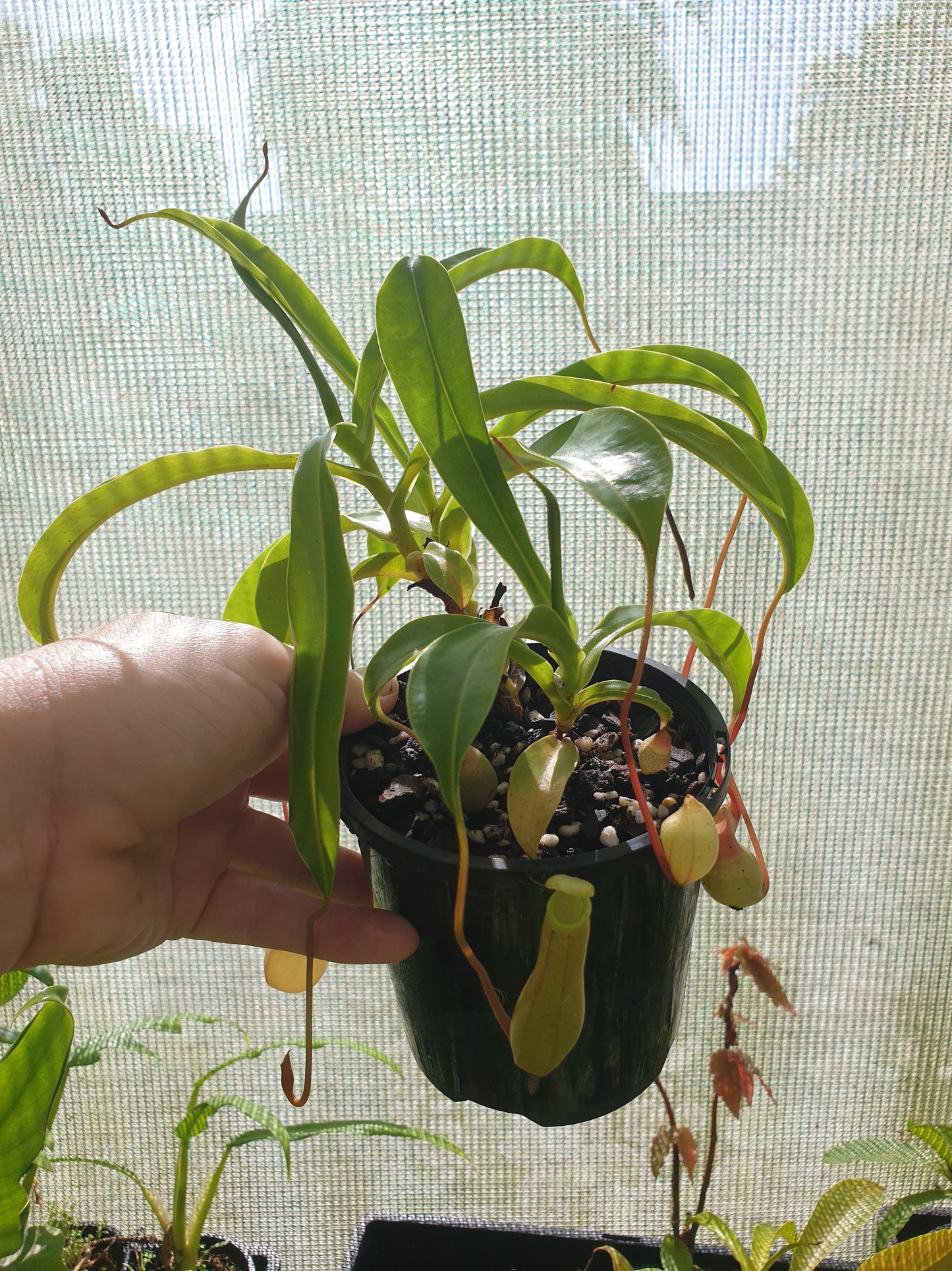 翼猪笼草