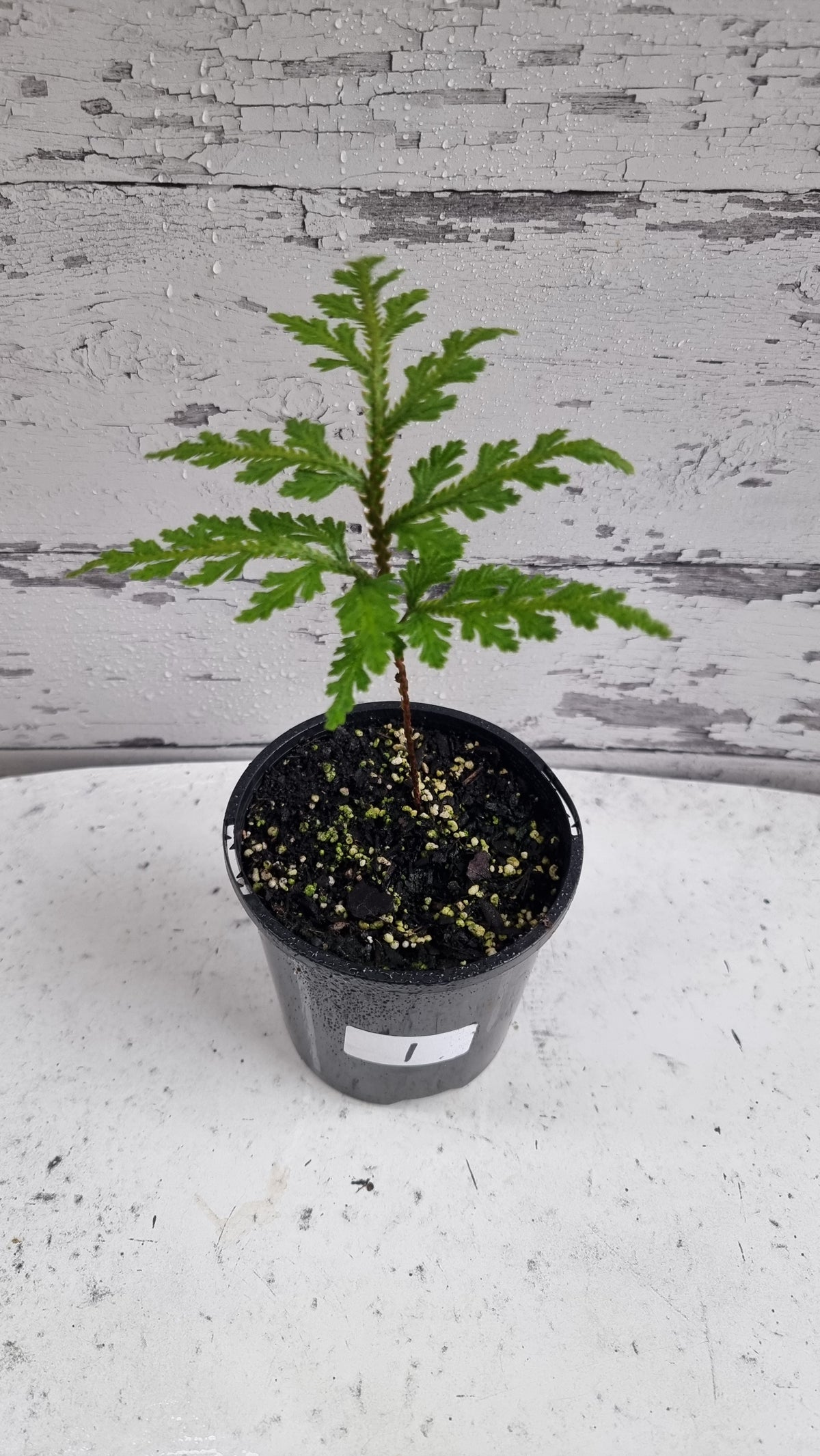 Selaginella umbrosa - Spike Moss