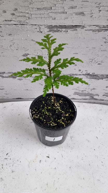 Selaginella umbrosa - Spike Moss