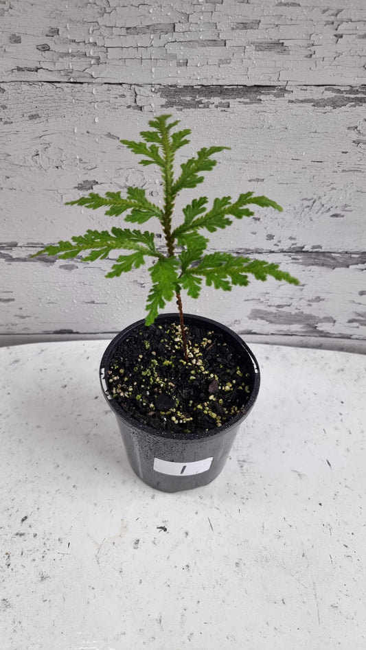 Selaginella umbrosa - Spike Moss