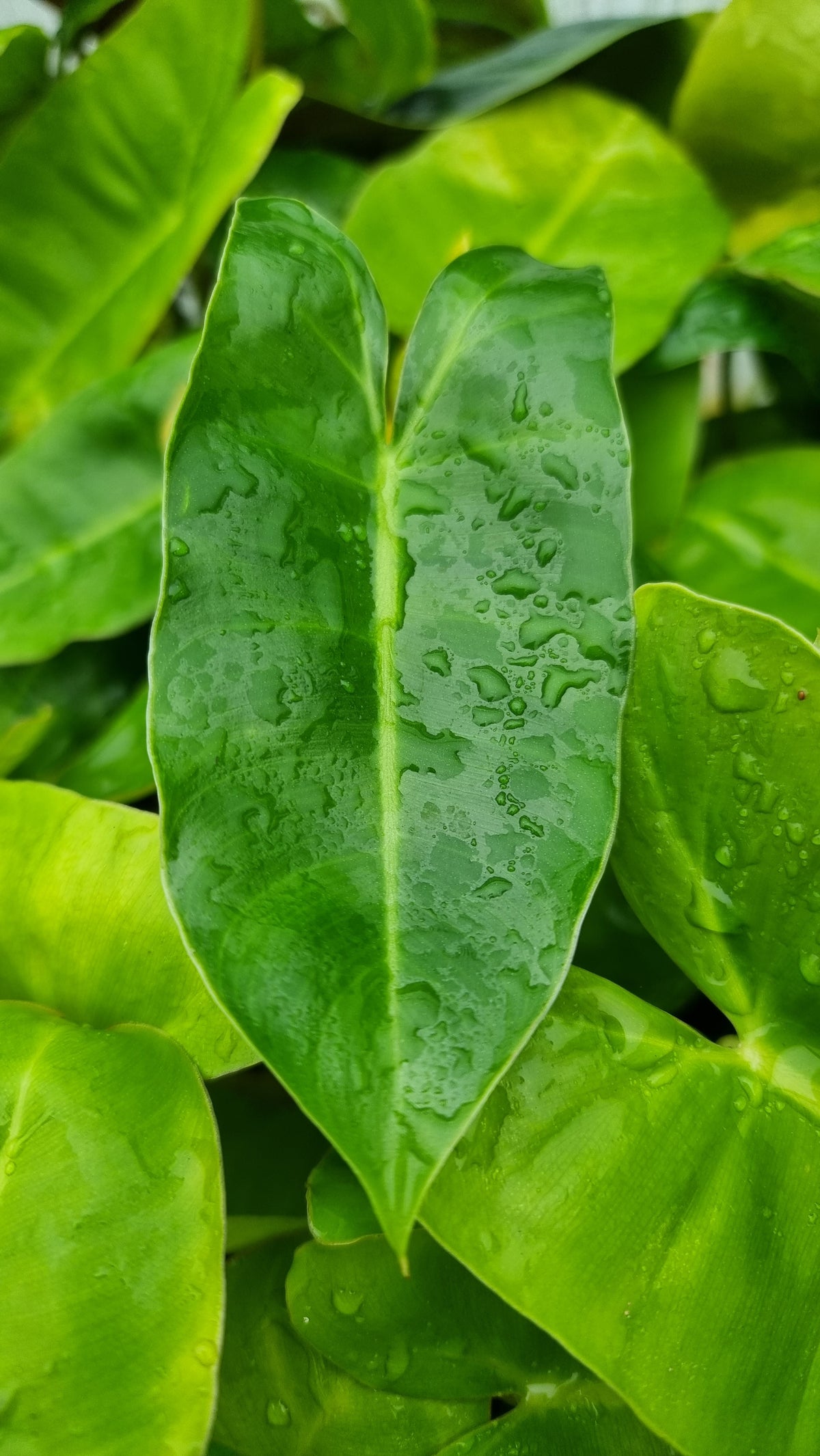 Philodendron 'Burle Marx'