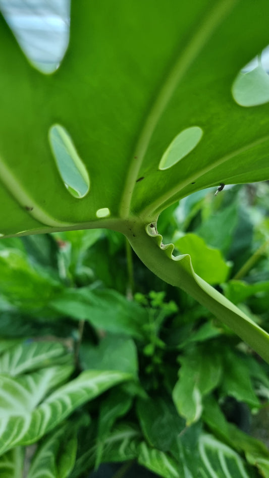 Monstera deliciosa 'Green on Green' - Green Variegated Fruit Salad Plant