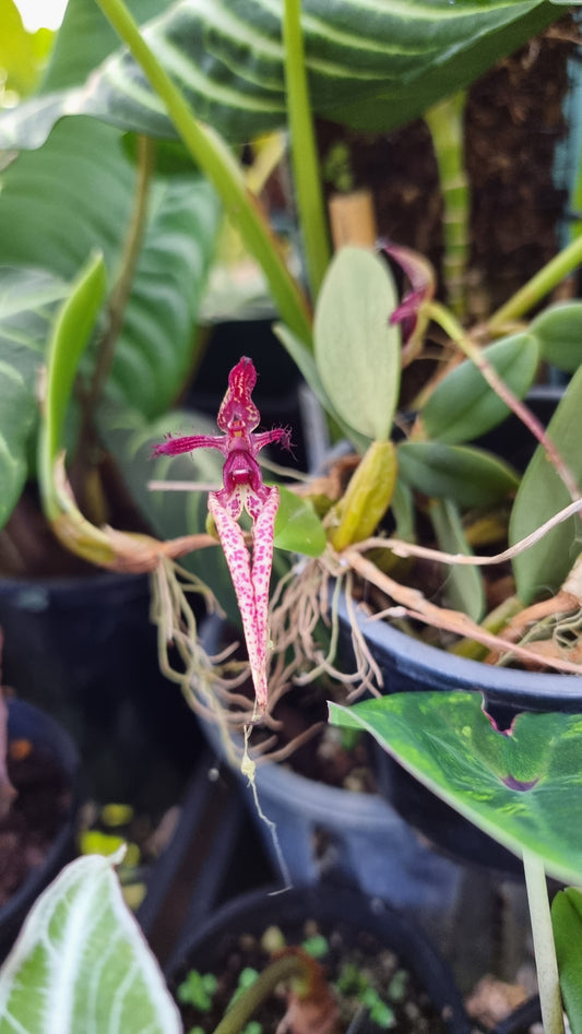 Bulbophyllum x 'Sheryl Kurizaki' - Orchid Plant