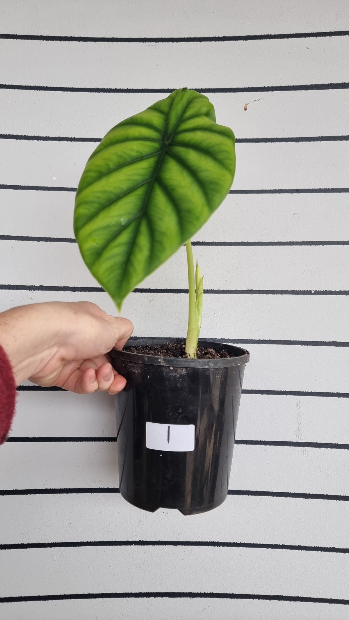 蒟蒻‘綠盾’