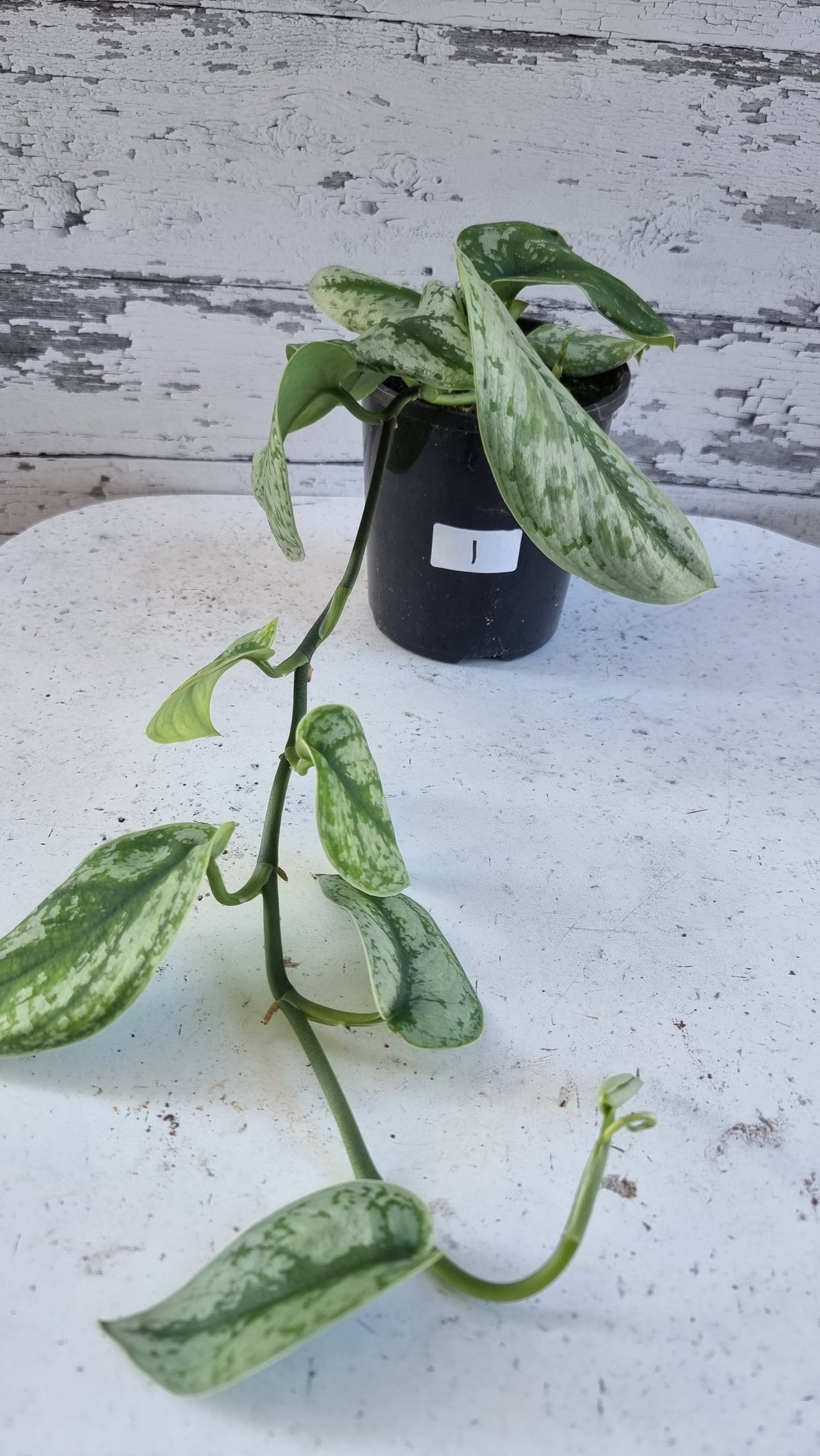 Scindapsus pictus 'Exotica' - Satin Pothos (Non-TC)