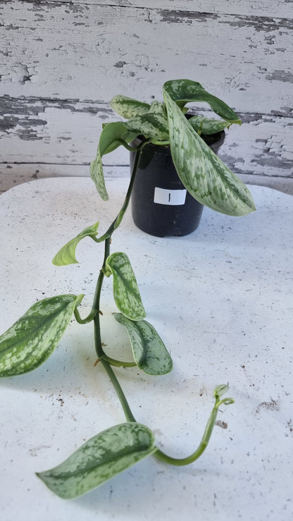 Scindapsus pictus 'Exotica' - Satin Pothos (Non-TC)