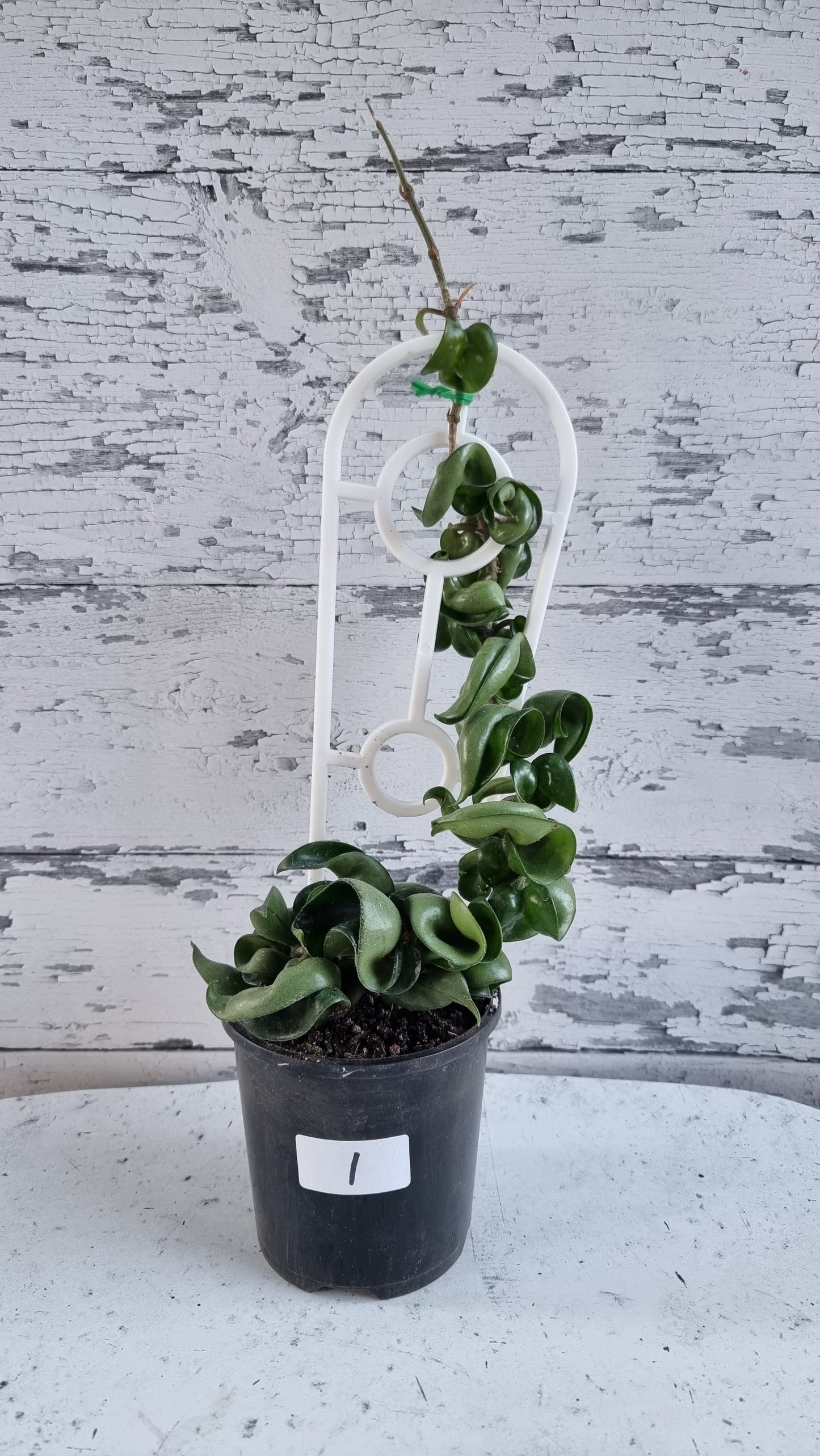 Hoya carnosa 'compacta' - Rope Hoya 