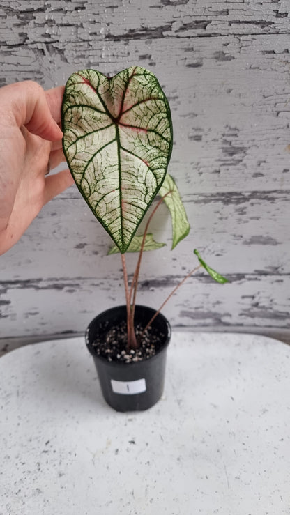 Caladium NoID