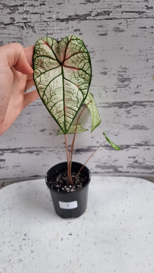 Caladium NoID