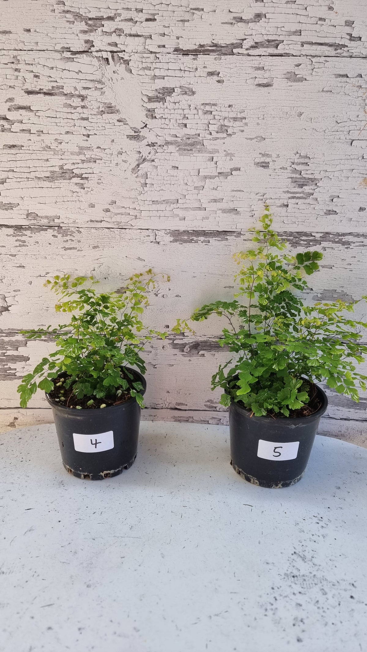 Adiantum raddianum - 三角铁线蕨