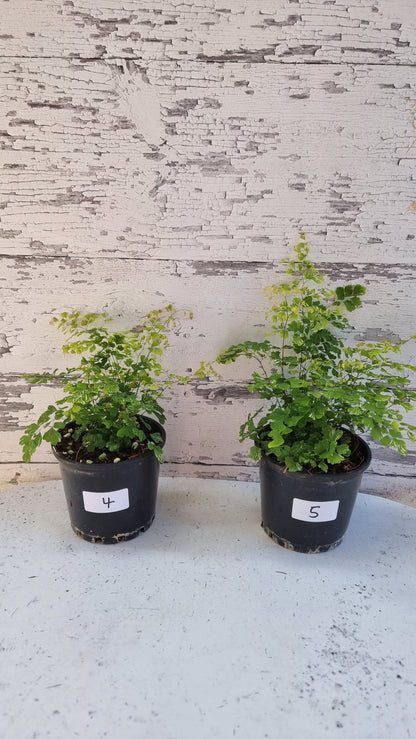 Adiantum raddianum - 三角铁线蕨