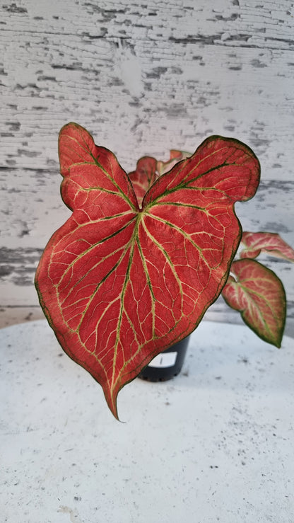 Caladium bicolour 'Jungle Ember'