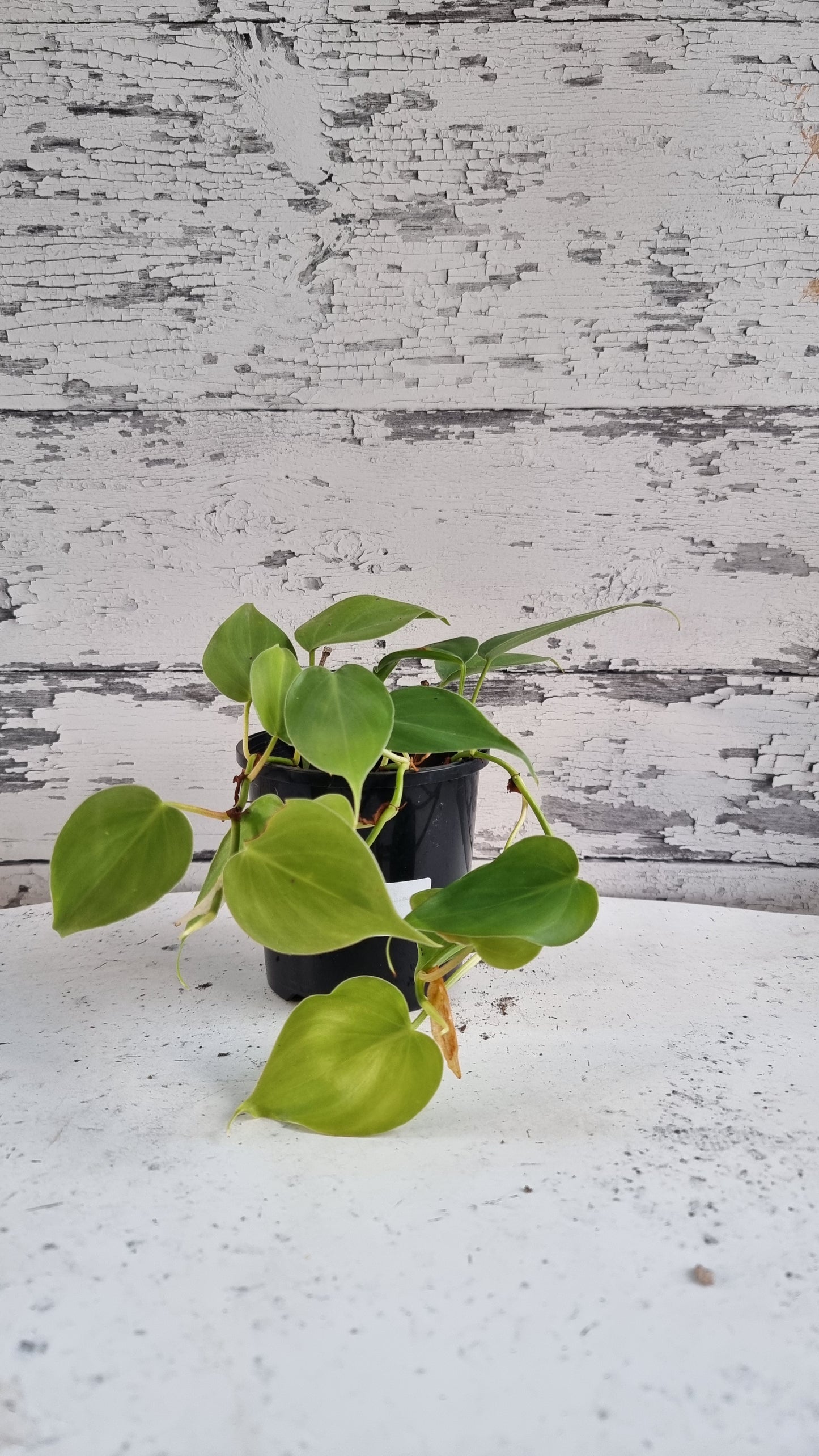 Philodendron Hederaceum var. oxycardium - Heart Leaf Philodendron