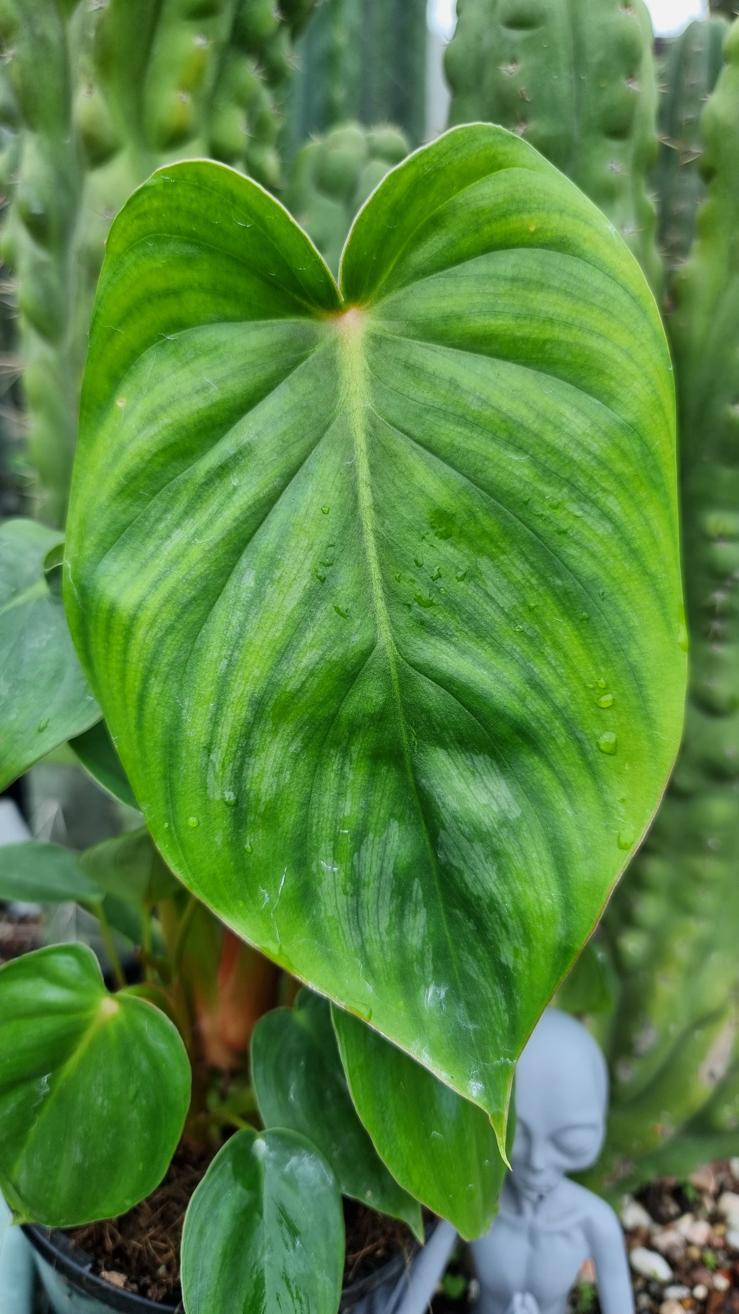 Philodendron NOID 'TC pastazanum silver'