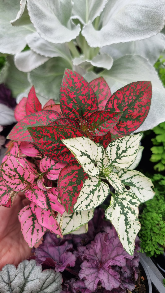 Hypoestes phyllostachya Trio - 圓點植物