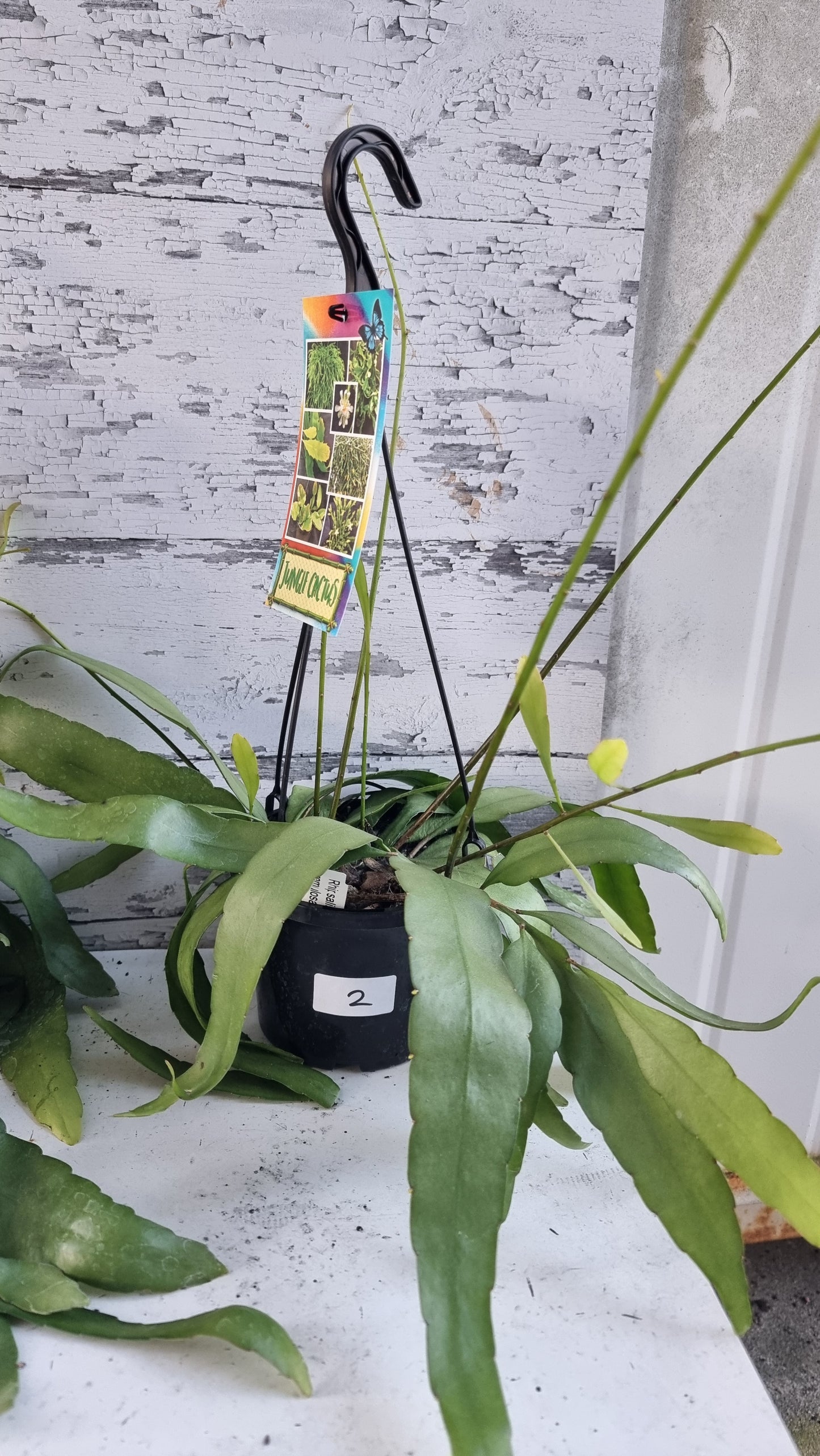 Rhipsalis ramulosa - Mistletoe Cactus