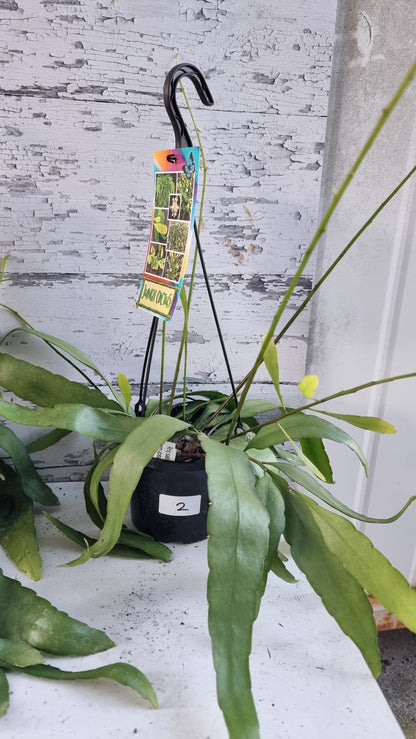 Rhipsalis ramulosa - Mistletoe Cactus
