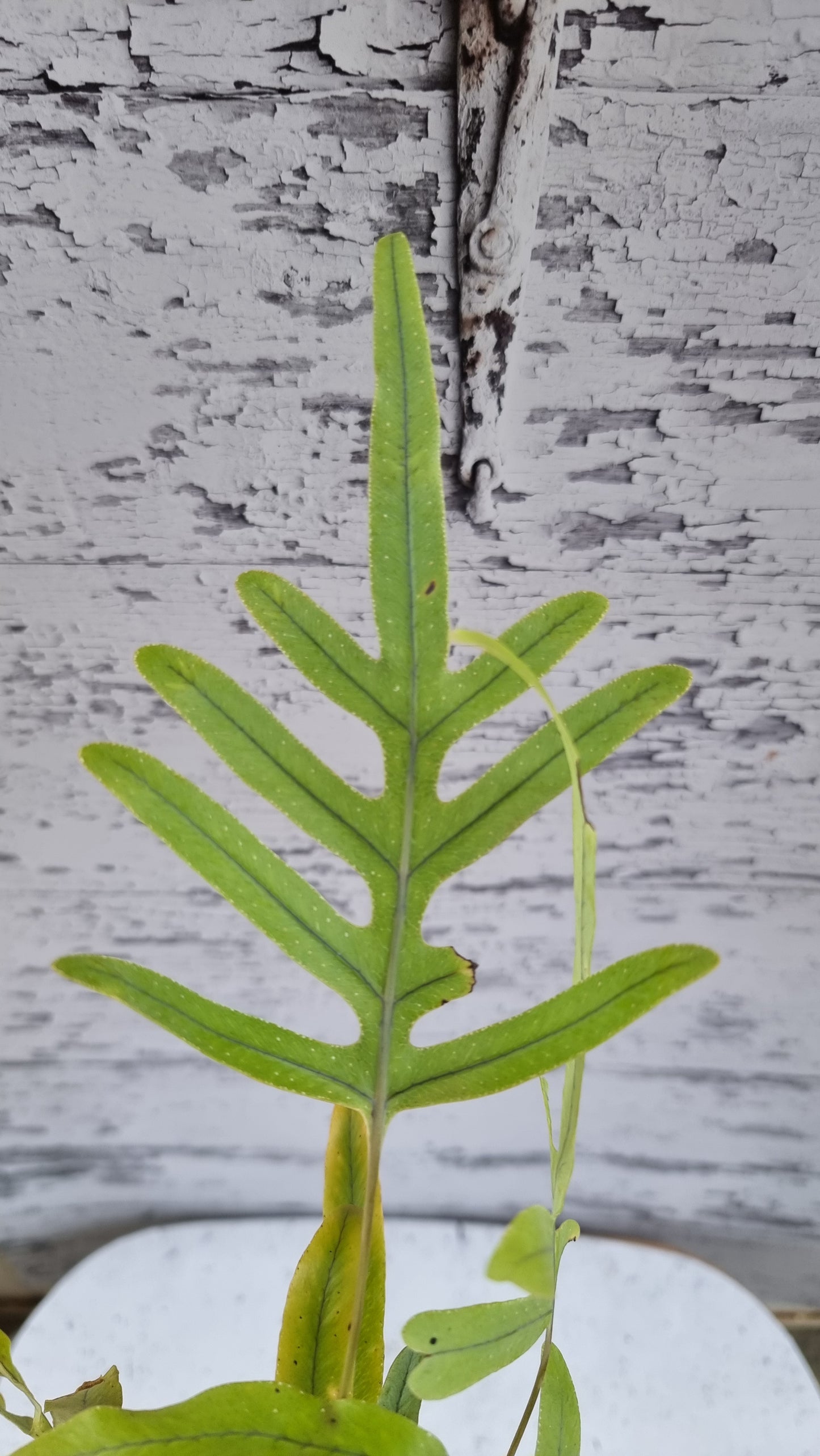 Phlebodium aureum - Blue Star Fern