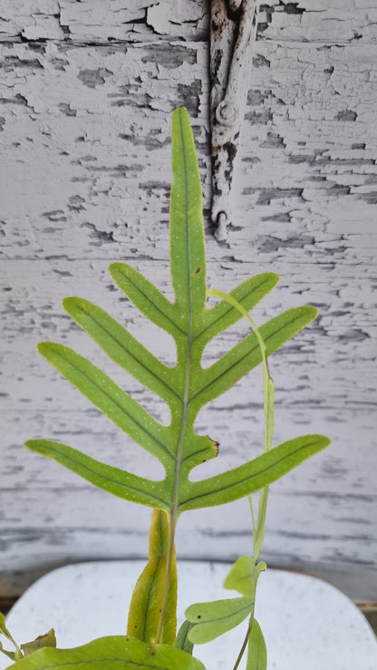 Phlebodium aureum - Blue Star Fern