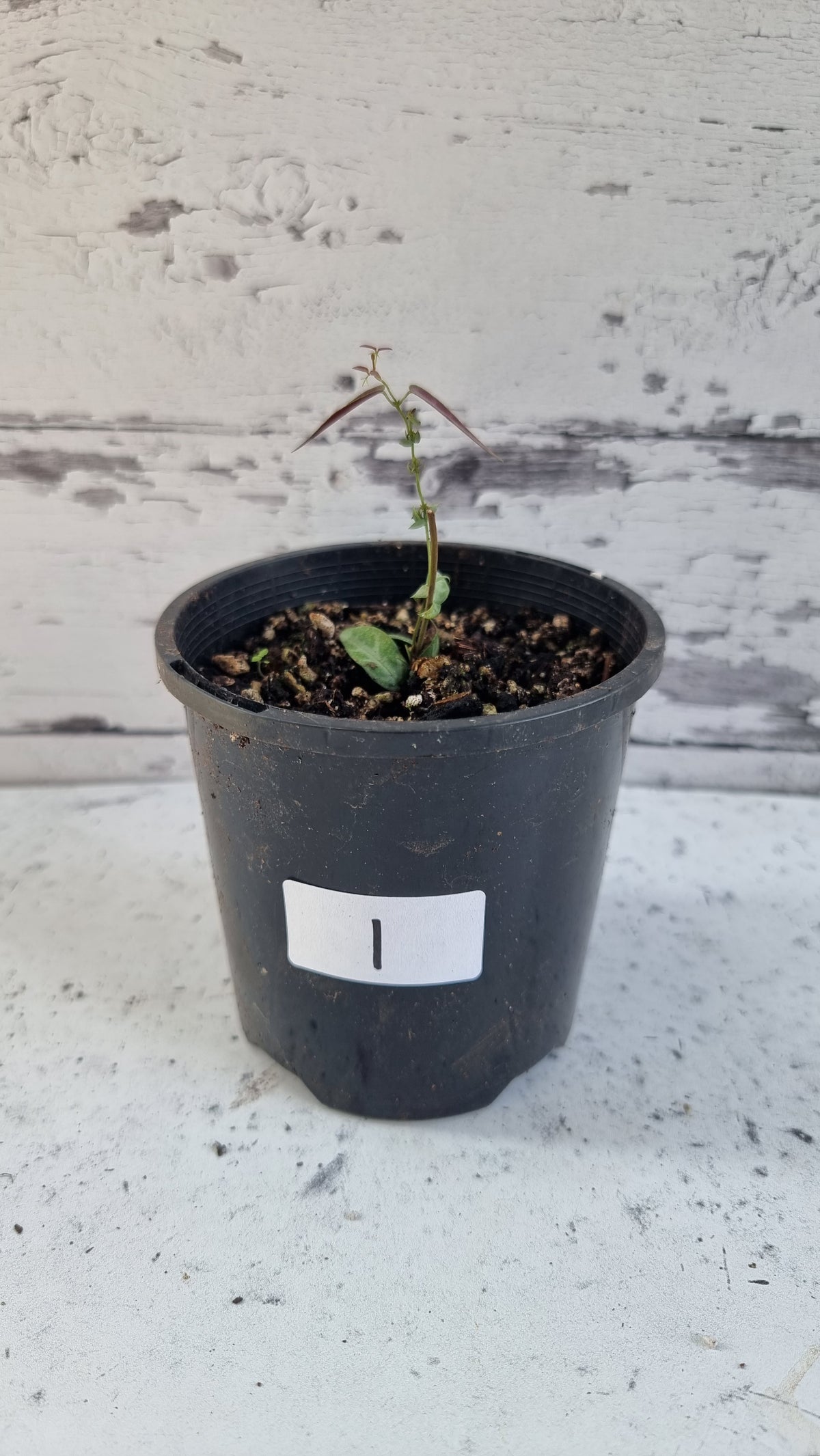 Bignonia argyro violacea - Crossvine