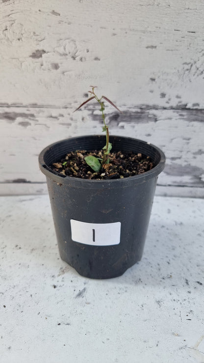 Bignonia argyro violacea - Crossvine