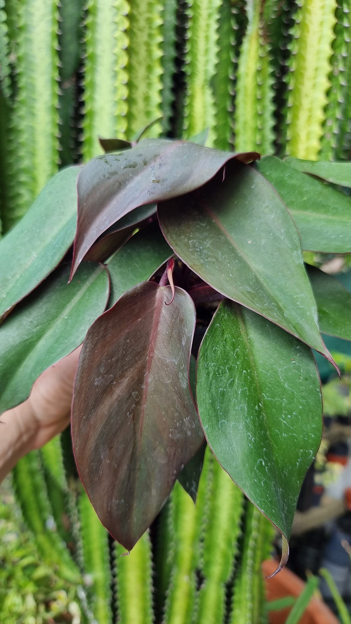 Philodendron 'Dark Lord' Root'd Plants 