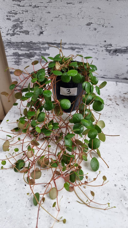 Peperomia prostrata 'Pepperspot' - String of Coins