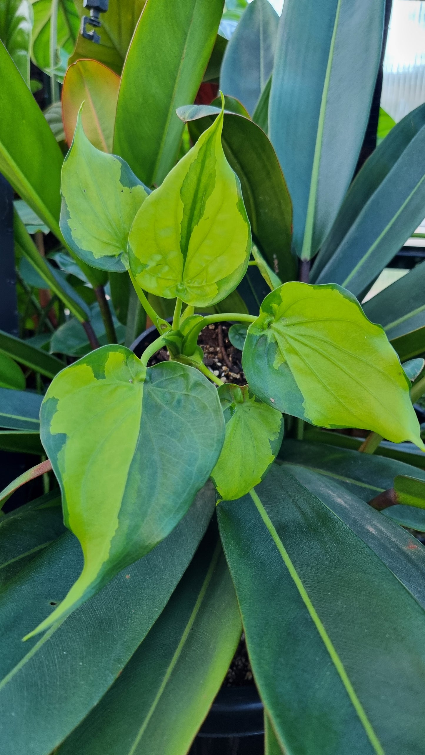 Alocasia cucullata - Aurea variegated/Banana Spilt