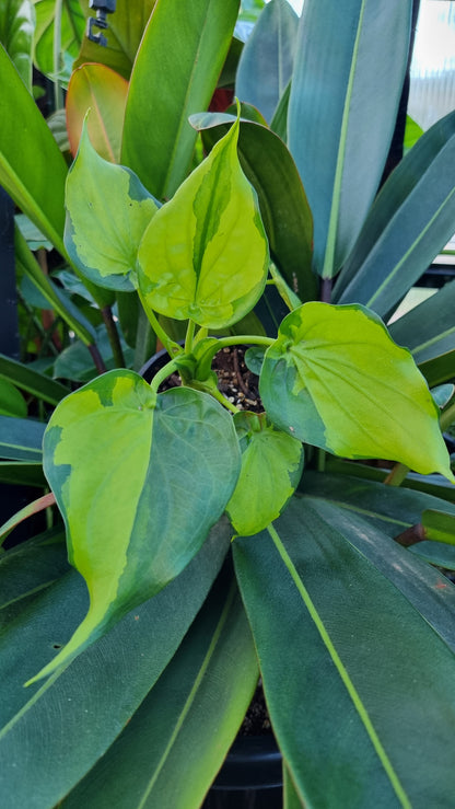 Alocasia cucullata - Aurea variegated/Banana Spilt