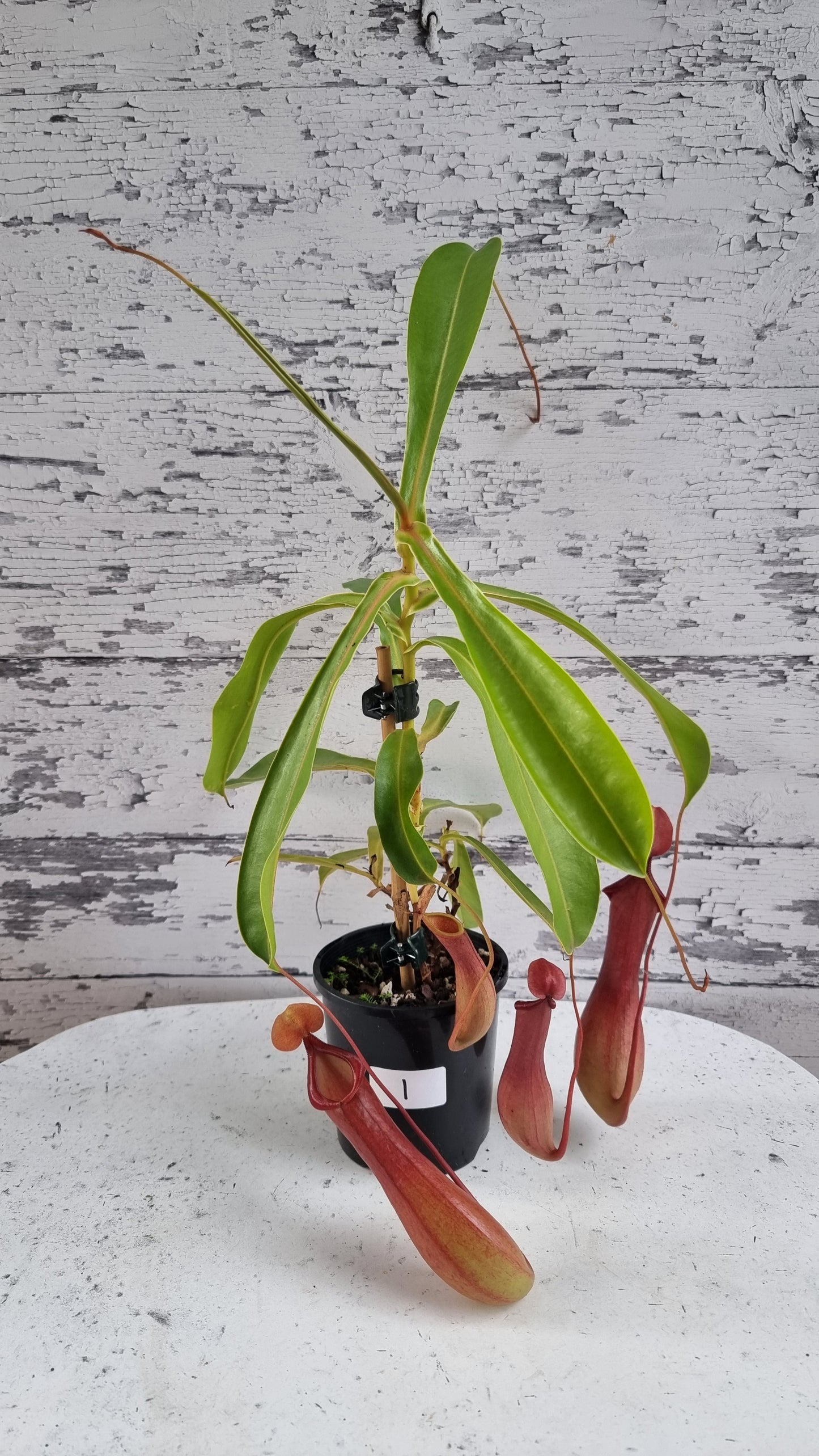 翼猪笼草