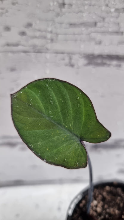 Xanthosoma sagittifolium 'Frozen Planet' - Arrowleaf Elephant Ear