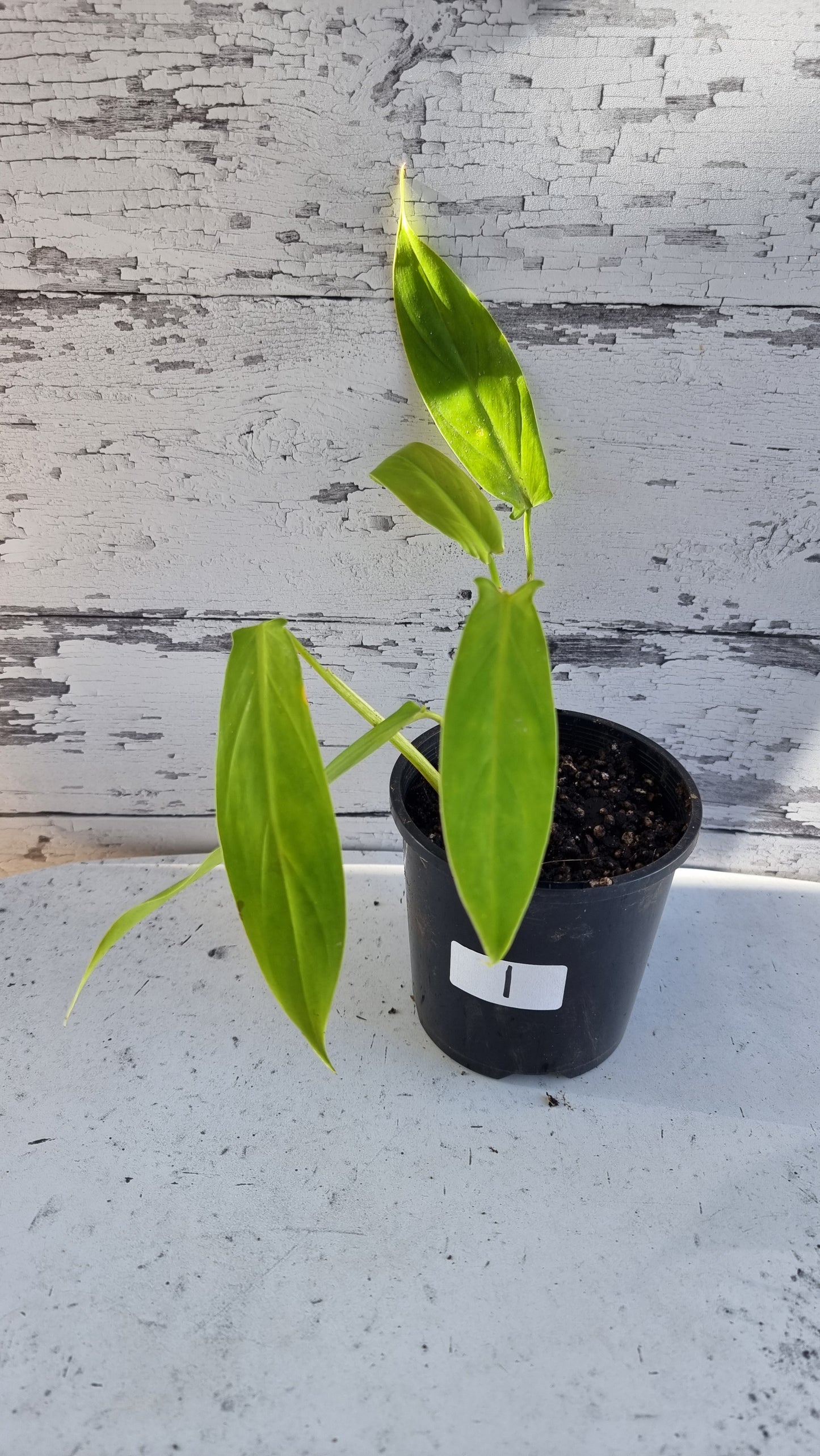 Philodendron holtonianum - Tesla plant