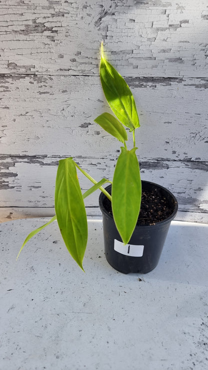Philodendron holtonianum - Tesla plant
