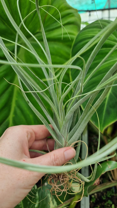 Tillandsia balbisiana - Air Plant Root'd Plants 