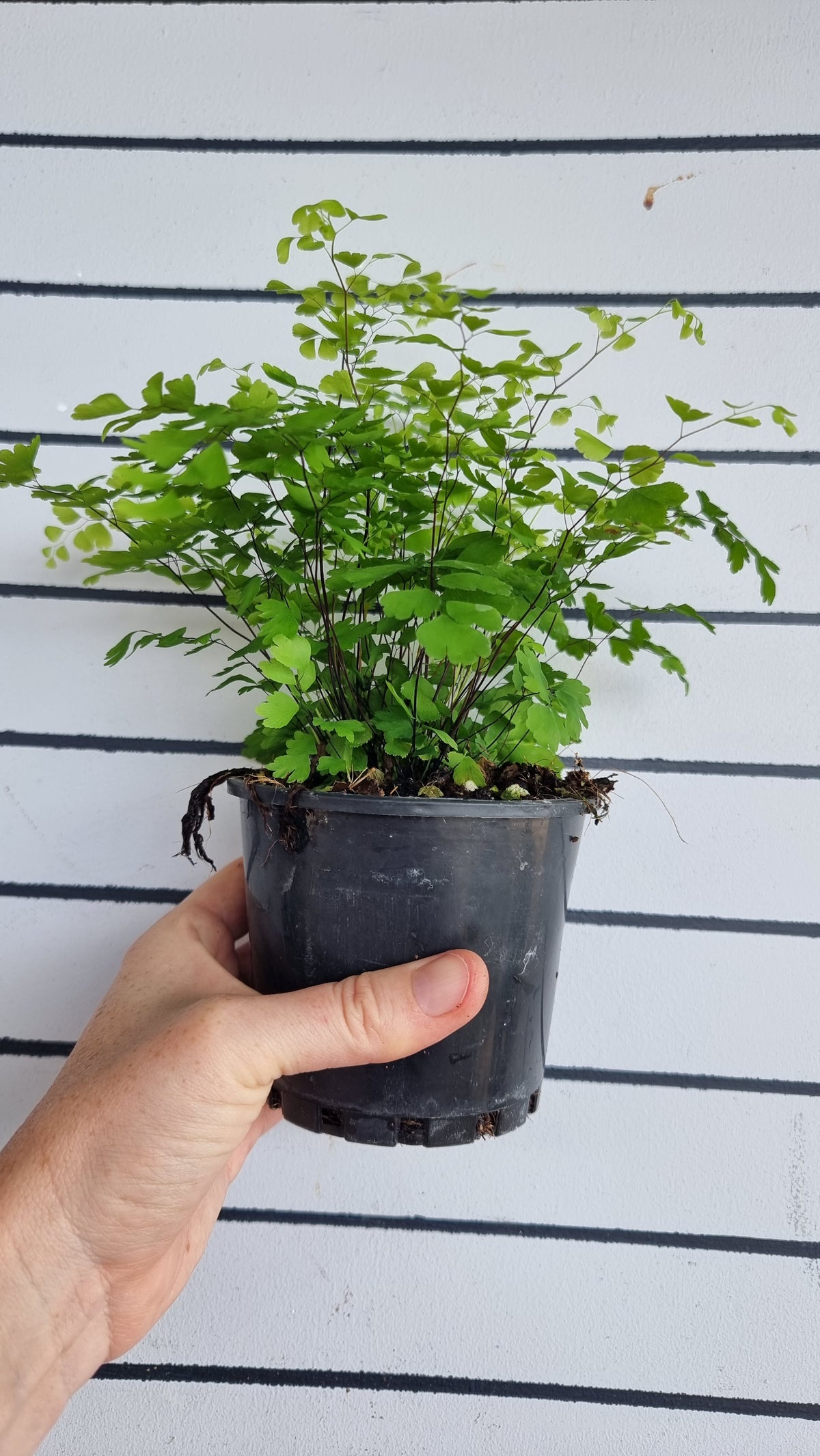 Adiantum raddianum - 三角铁线蕨