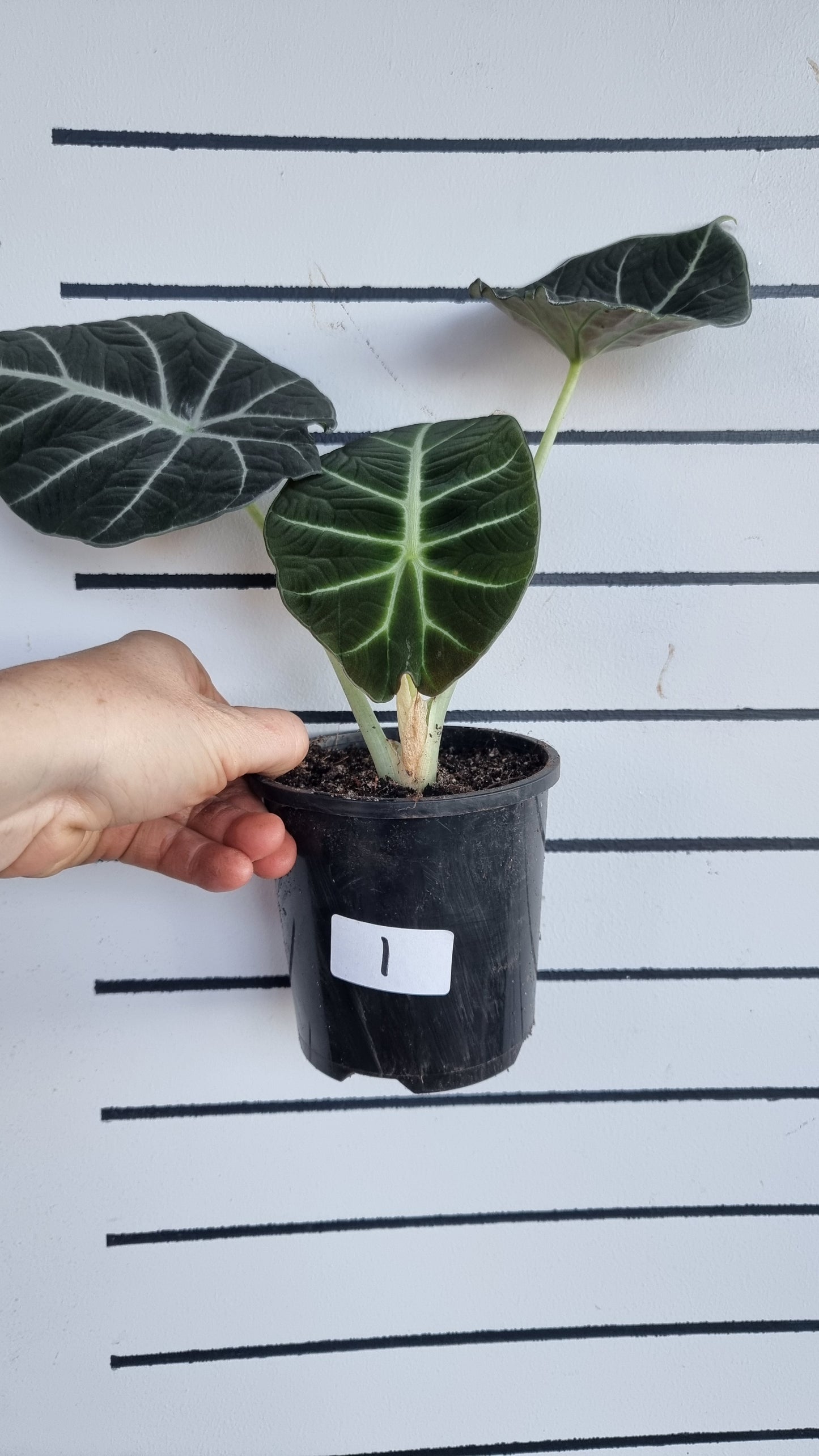 Alocasia reginula 'Black Velvet'