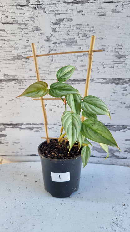 Philodendron sodiroi TC (syn P. sodirini)