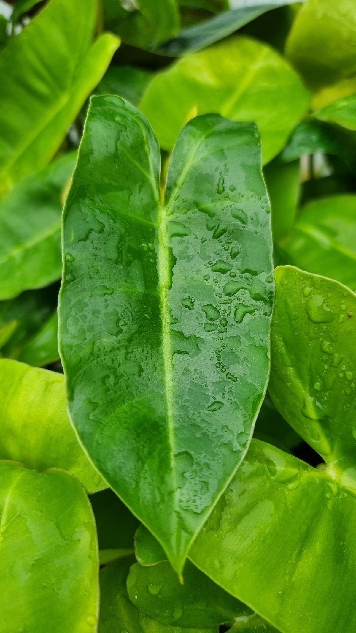 Philodendron 'Burle Marx'