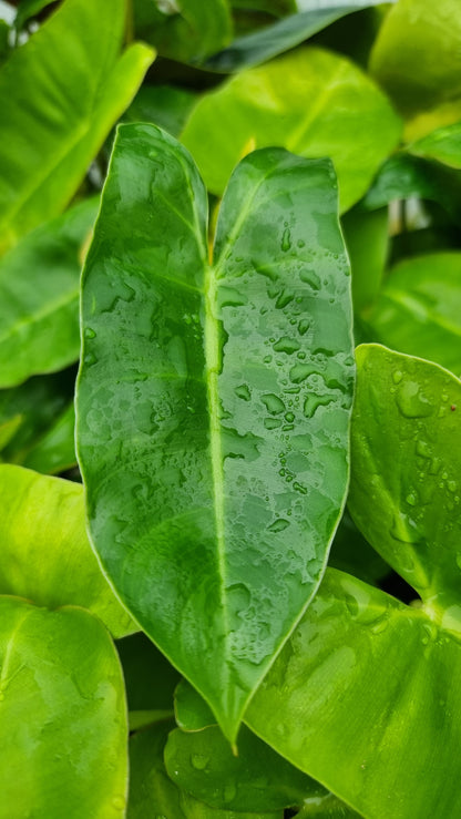 Philodendron 'Burle Marx'