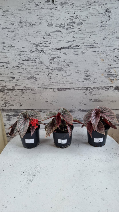 Begonia 'Maurice Amey' - Angel Wing Cane Begonia