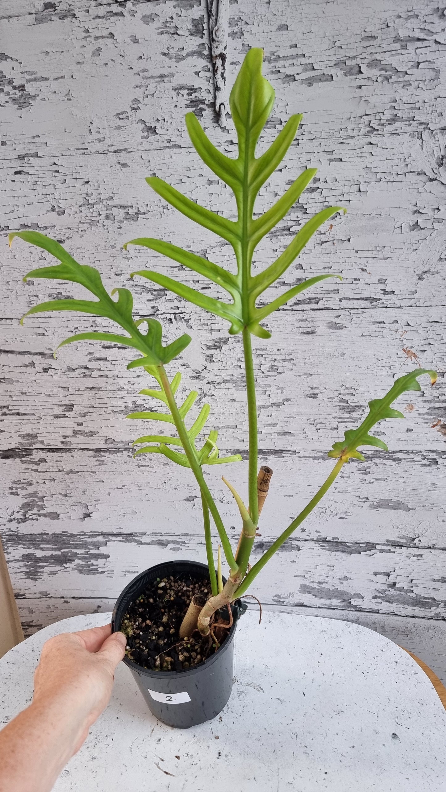 Philodendron elegans - Skeleton Key Plant