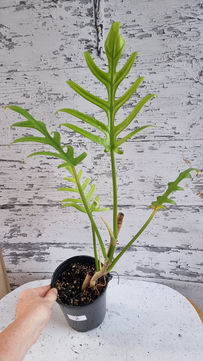 Philodendron elegans - Skeleton Key Plant