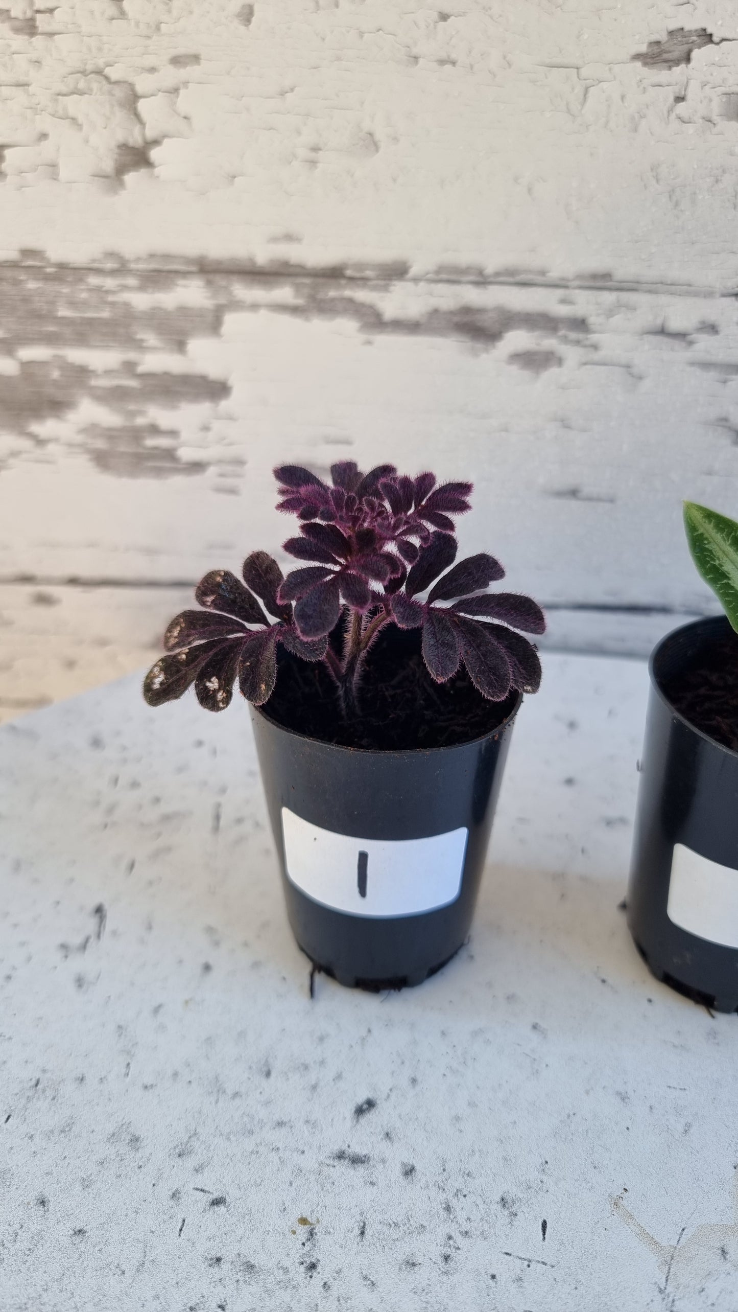 Solanum uleanum - Vine Plant