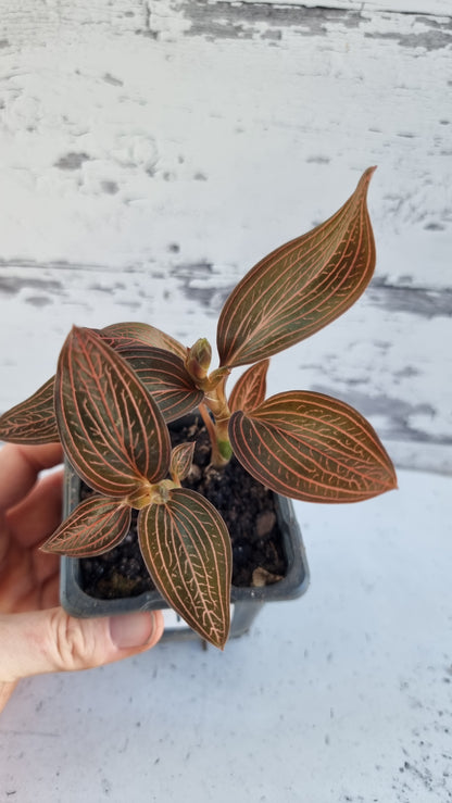 Ludisia 为《蜘蛛侠》变色