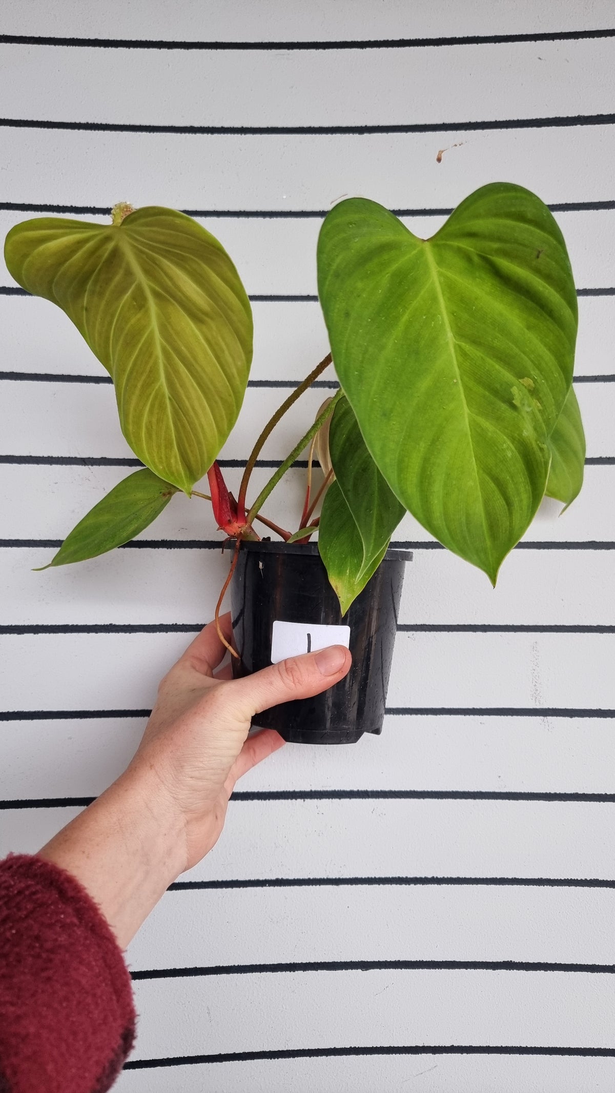 Philodendron 'Fuzzy Petiole'